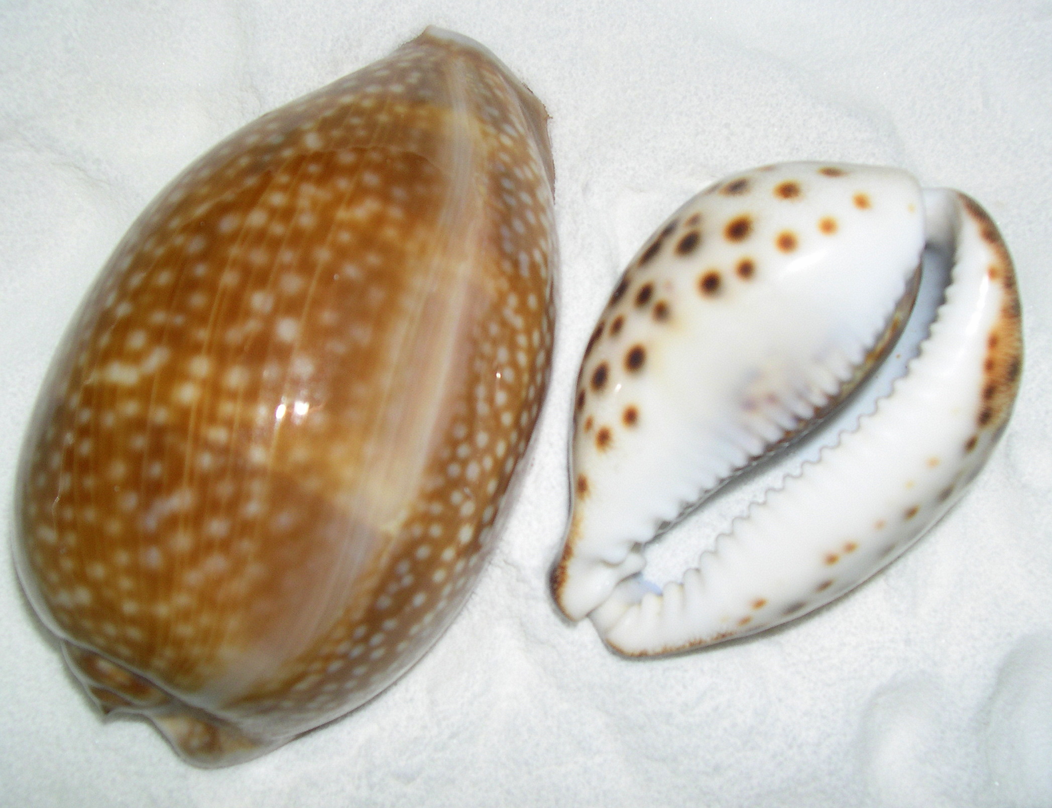 Identify Seashells Pictures 51