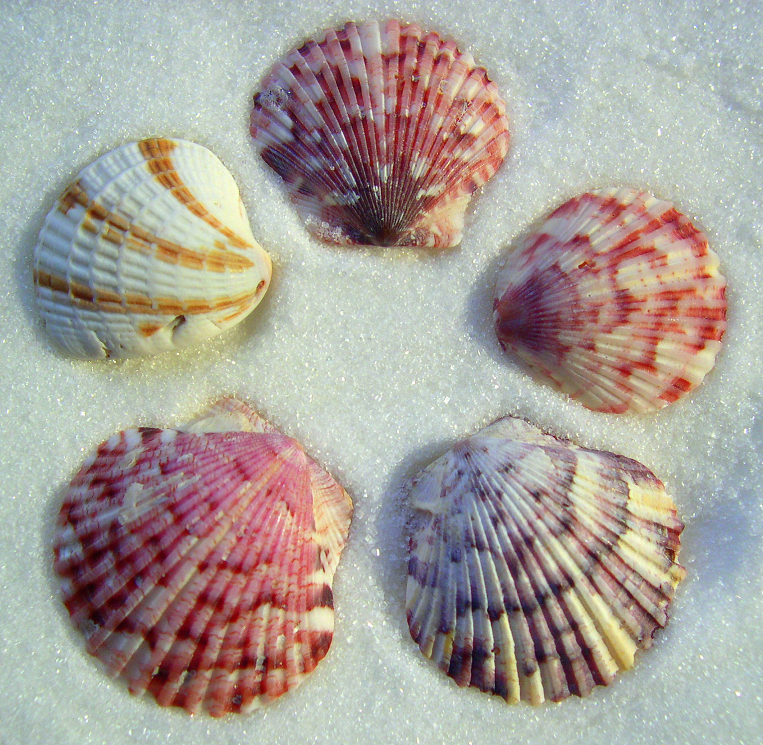 Identify Seashells Pictures 60