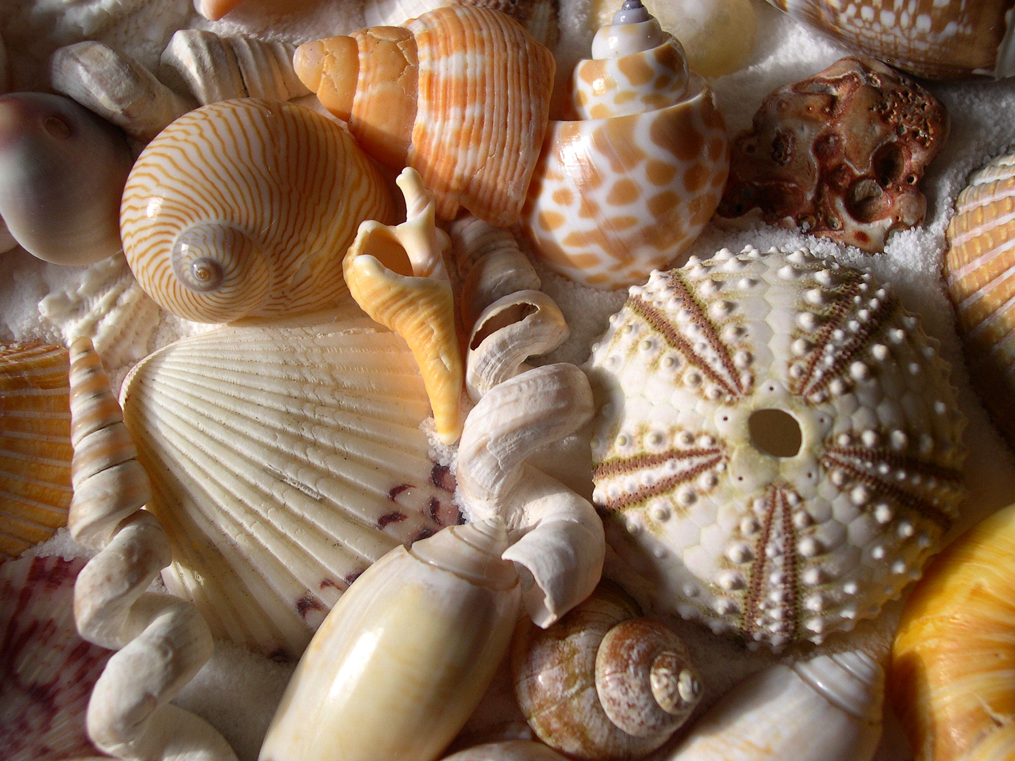 Identify Seashells Pictures 20