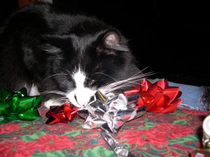 cat eating christmas bows