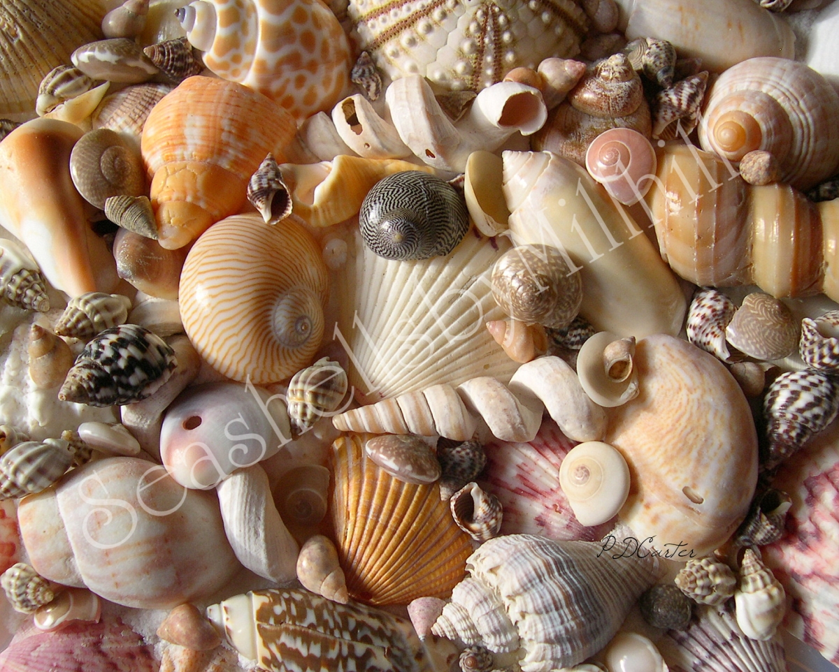 Identify Seashells Pictures 99